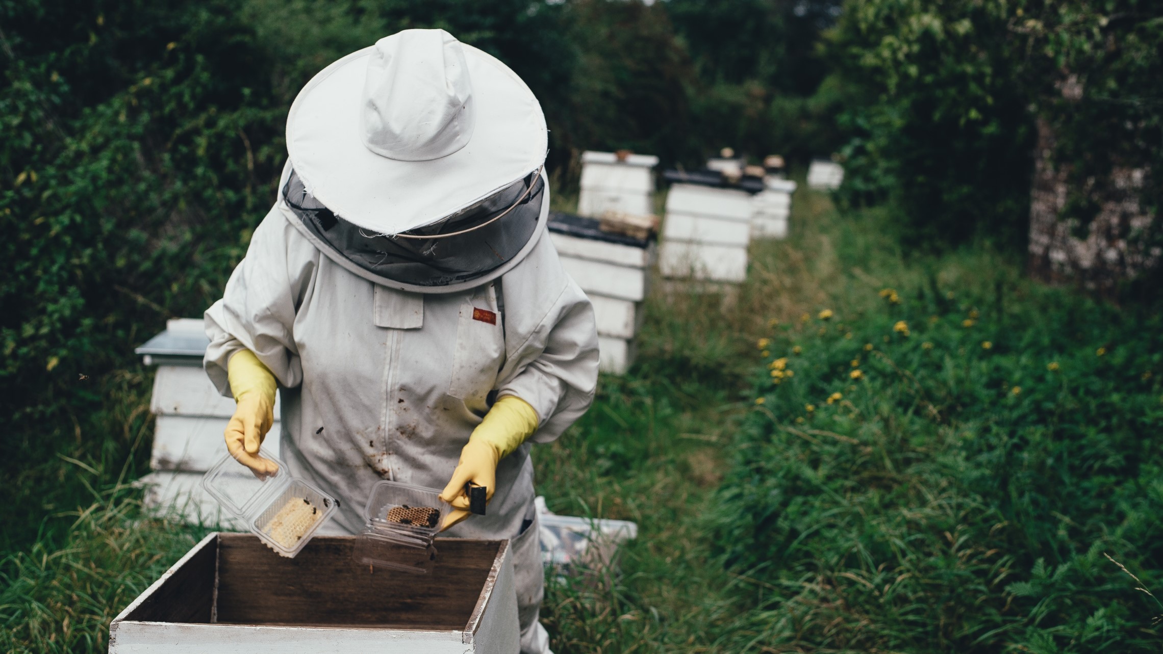 background image - beekeeper